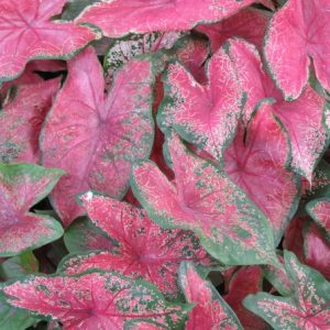 bulbo de planta caladium bicolor 2 e1494941595757