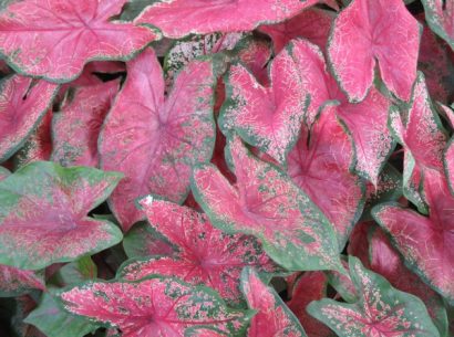 bulbo de planta caladium bicolor 2 e1494941595757