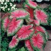 bulbo de planta caladium bicolor 8686 e1494941619523