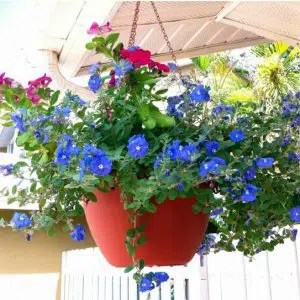fertilizante forth flores 60ml 2 12 e1494883961629