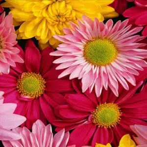 fertilizante forth flores 60ml 2 6 e1494884167412