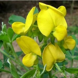 sementes de crotalaria sagitalis combate a dengue 0562 e1494941793859