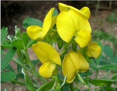 sementes de crotalaria sagitalis combate a dengue 0562 e1494941793859