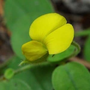 sementes de crotalaria sagitalis combate a dengue 2 2 e1494941750129