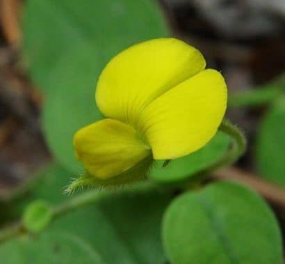 sementes de crotalaria sagitalis combate a dengue 2 2 e1494941750129