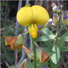 sementes de crotalaria sagitalis combate a dengue 2 3 e1495858083479