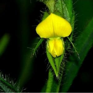 sementes de crotalaria sagitalis combate a dengue 2 4 e1494941721773