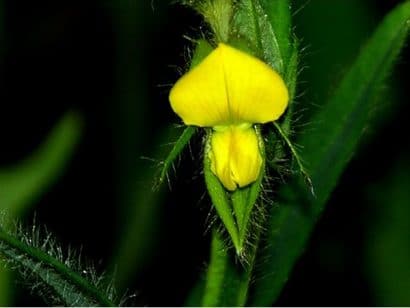 sementes de crotalaria sagitalis combate a dengue 2 4 e1494941721773