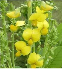 sementes de crotalaria sagitalis combate a dengue 2 5 e1495050092511