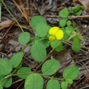 sementes de crotalaria sagitalis combate a dengue 2 7 e1494941672536