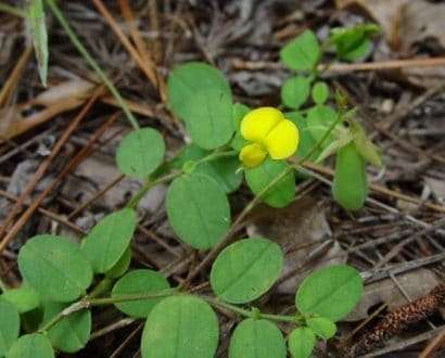 sementes de crotalaria sagitalis combate a dengue 2 7 e1494941672536