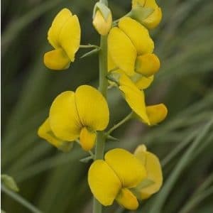 sementes de crotalaria sagitalis combate a dengue 2 8 e1494941645549