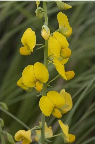 sementes de crotalaria sagitalis combate a dengue 2 8 e1494941645549