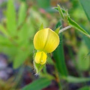 sementes de crotalaria sagitalis combate a dengue 2 e1494941770576