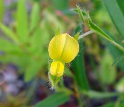 sementes de crotalaria sagitalis combate a dengue 2 e1494941770576