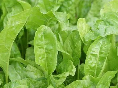sementes organicas de acelga fordhook giant 2 3 e1494941901384