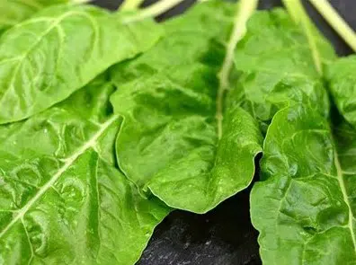 sementes organicas de acelga fordhook giant 2 6 e1494941840112