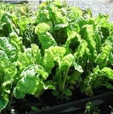 sementes organicas de acelga fordhook giant 2 e1495858109491