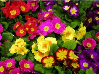 fertilizante forth flores balde 400g 2 3 e1494883623171