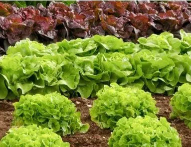 fertilizante forth hortalicas balde 400g 2 e1494883313165