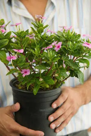 fertilizante forth jardim 60ml 2 e1494865859176