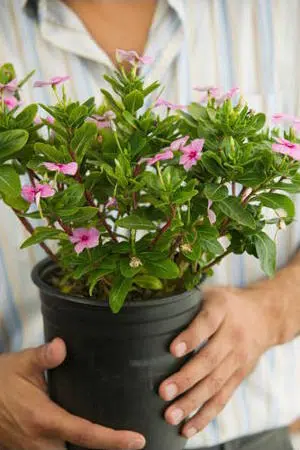 fertilizante forth jardim balde 400g 2 7 e1494883752142