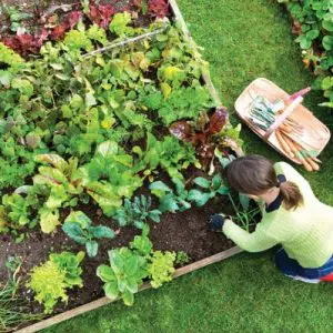 fertilizante forth plantio balde 400g 2 7 e1494866208300