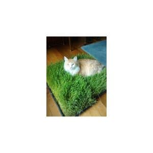 sementes de grama dos gatos cat glass 2 3