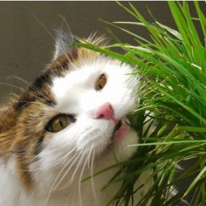 Sementes de Grama-dos-Gatos (Cat Glass)