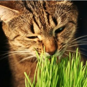 sementes de grama dos gatos cat glass 2 6 e1494860965788