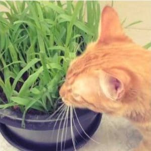 sementes de grama dos gatos cat glass 2 7 e1494860940237