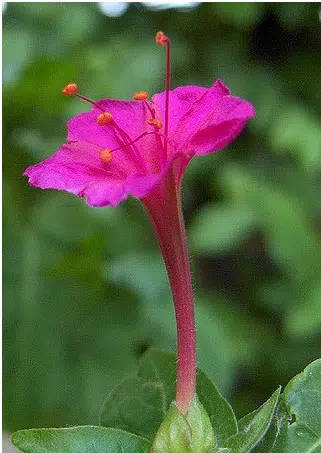 sementes de maravilha do peru rosa 2 2 e1494860673118