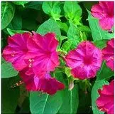 sementes de maravilha do peru rosa 2 3 e1495479794327