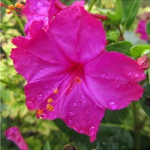 Sementes de Maravilha do Peru Rosa