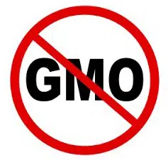 oregano organico 20 sementes 2 e1495479538924