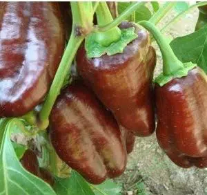 pimentao chocolate organico 10 sementes 2 4 e1494860237457