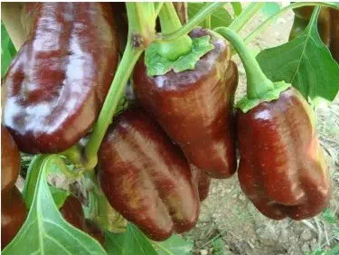pimentao chocolate organico 10 sementes 2 4 e1494860237457