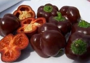Pimentão Chocolate ORGÂNICO: 10 Sementes