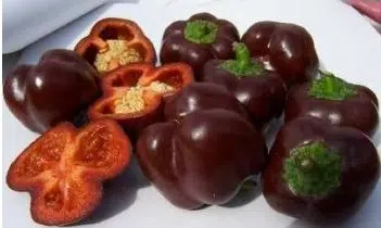 pimentao chocolate organico 10 sementes 2 6 e1494860190625