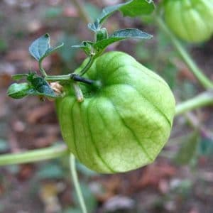 sementes de tomatillo 2 2 e1494860114911