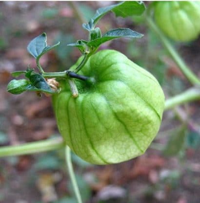 sementes de tomatillo 2 2 e1494860114911