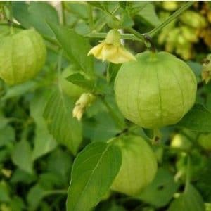 sementes de tomatillo 2 5 e1494860031789