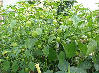 sementes de tomatillo 2 7 e1494860002434