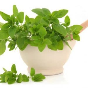 sementes organicas de oregano 2 2 e1494860480804