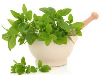 sementes organicas de oregano 2 2 e1494860480804