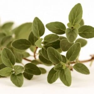 sementes organicas de oregano 2 3 e1494860454290