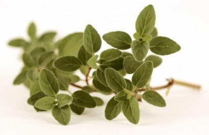 sementes organicas de oregano 2 3 e1494860454290