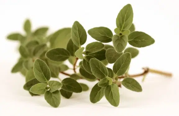 sementes organicas de oregano 2 3 e1494860454290