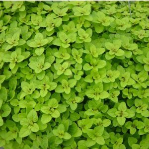 sementes organicas de oregano 2 4 e1494860432869