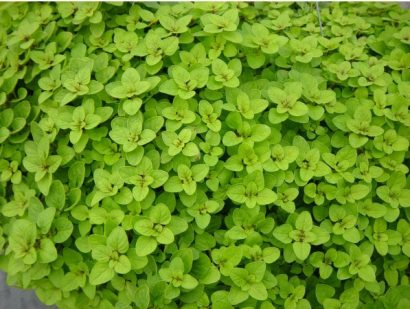 sementes organicas de oregano 2 4 e1494860432869